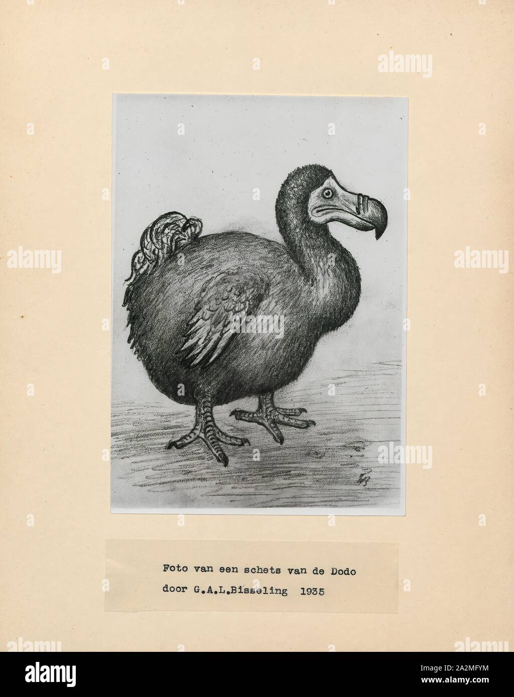 Didus ineptus, Print, The dodo (Raphus cucullatus) is an extinct flightless bird that was endemic to the island of Mauritius, east of Madagascar in the Indian Ocean. The dodo's closest genetic relative was the also-extinct Rodrigues solitaire, the two forming the subfamily Raphinae of the family of pigeons and doves. The closest living relative of the dodo is the Nicobar pigeon. A white dodo was once thought to have existed on the nearby island of Réunion, but this is now thought to have been confusion based on the Réunion ibis and paintings of white dodos Stock Photo