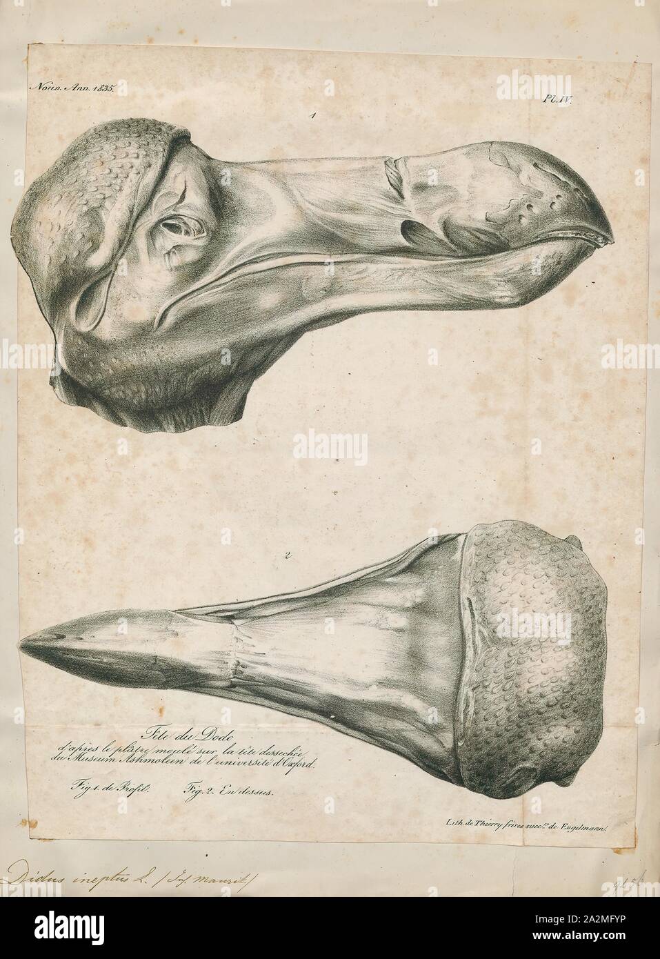 Didus ineptus, Print, The dodo (Raphus cucullatus) is an extinct flightless bird that was endemic to the island of Mauritius, east of Madagascar in the Indian Ocean. The dodo's closest genetic relative was the also-extinct Rodrigues solitaire, the two forming the subfamily Raphinae of the family of pigeons and doves. The closest living relative of the dodo is the Nicobar pigeon. A white dodo was once thought to have existed on the nearby island of Réunion, but this is now thought to have been confusion based on the Réunion ibis and paintings of white dodos., skull Stock Photo