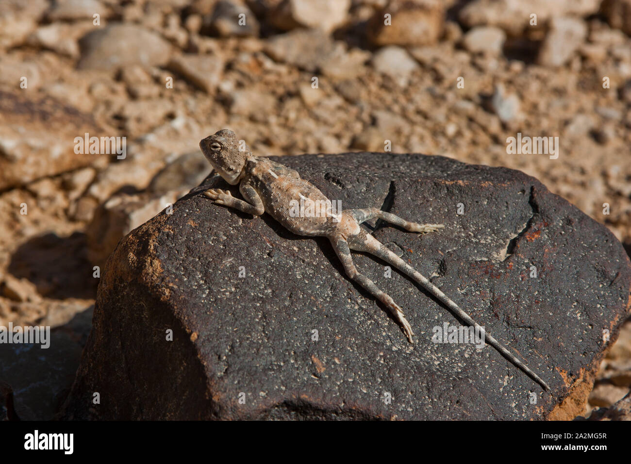 Desert Agama Trapelus pallidus חרדון מדבר Stock Photo