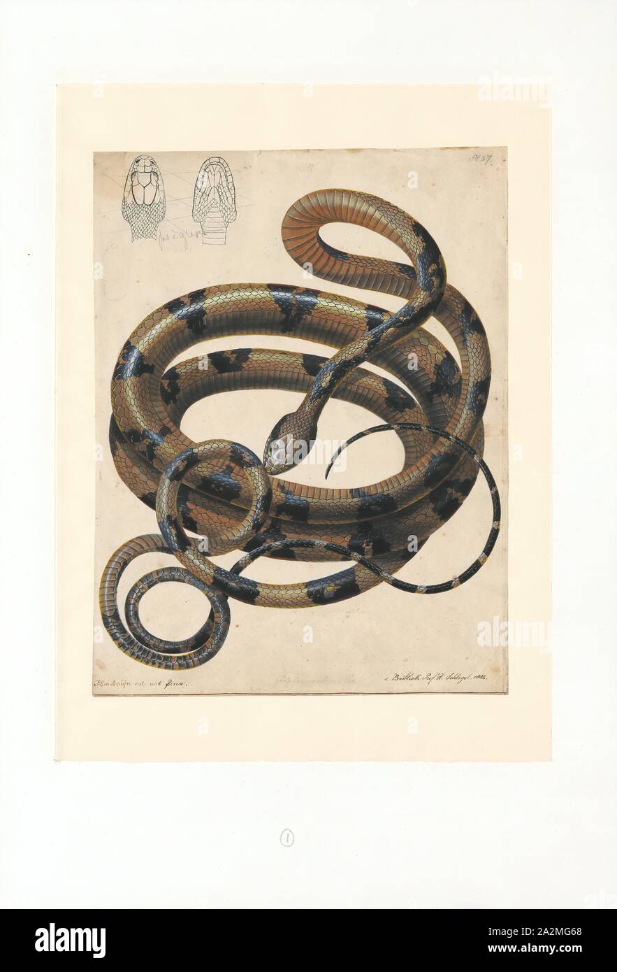 Dipsas cynodon, Print, Dipsas is a genus of nonvenomous New World snakes in the subfamily Dipsadinae of the family Colubridae. The genus Sibynomorphus has been moved here., 1802-1844 Stock Photo
