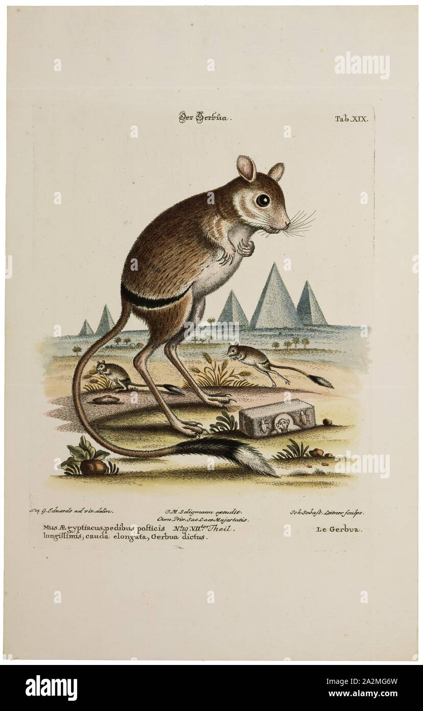 Dipus aegyptius, Print, Northern three-toed jerboa, The northern three-toed jerboa (Dipus sagitta) is a species of rodent in the family Dipodidae. It is monotypic within the genus Dipus. It ranges across Iran, Uzbekistan, Turkmenistan, Kazakhstan, Russia, China and Mongolia. A common species, the International Union for Conservation of Nature rates it as being of 'least concern'., 1700-1880 Stock Photo
