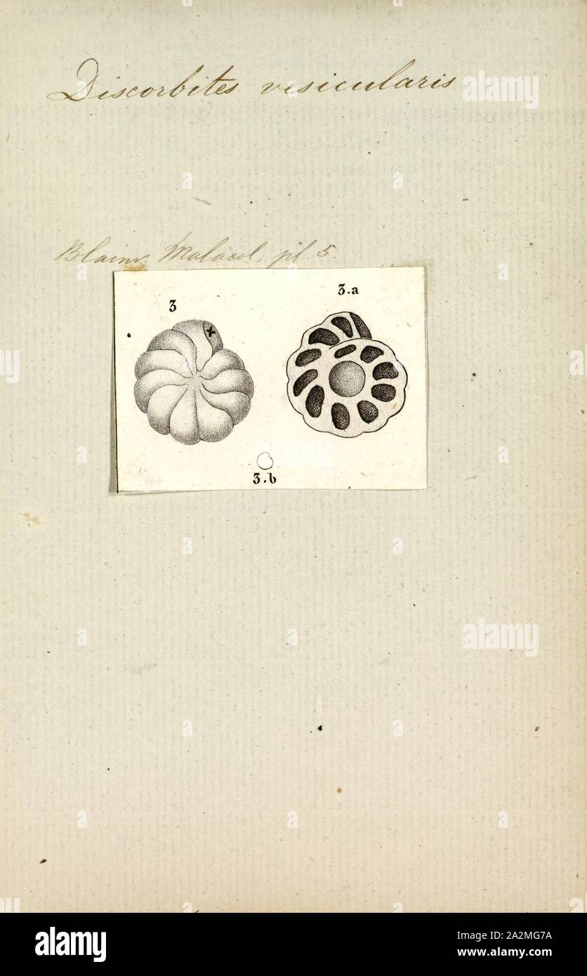 Discorbites vesicularis, Print Stock Photo