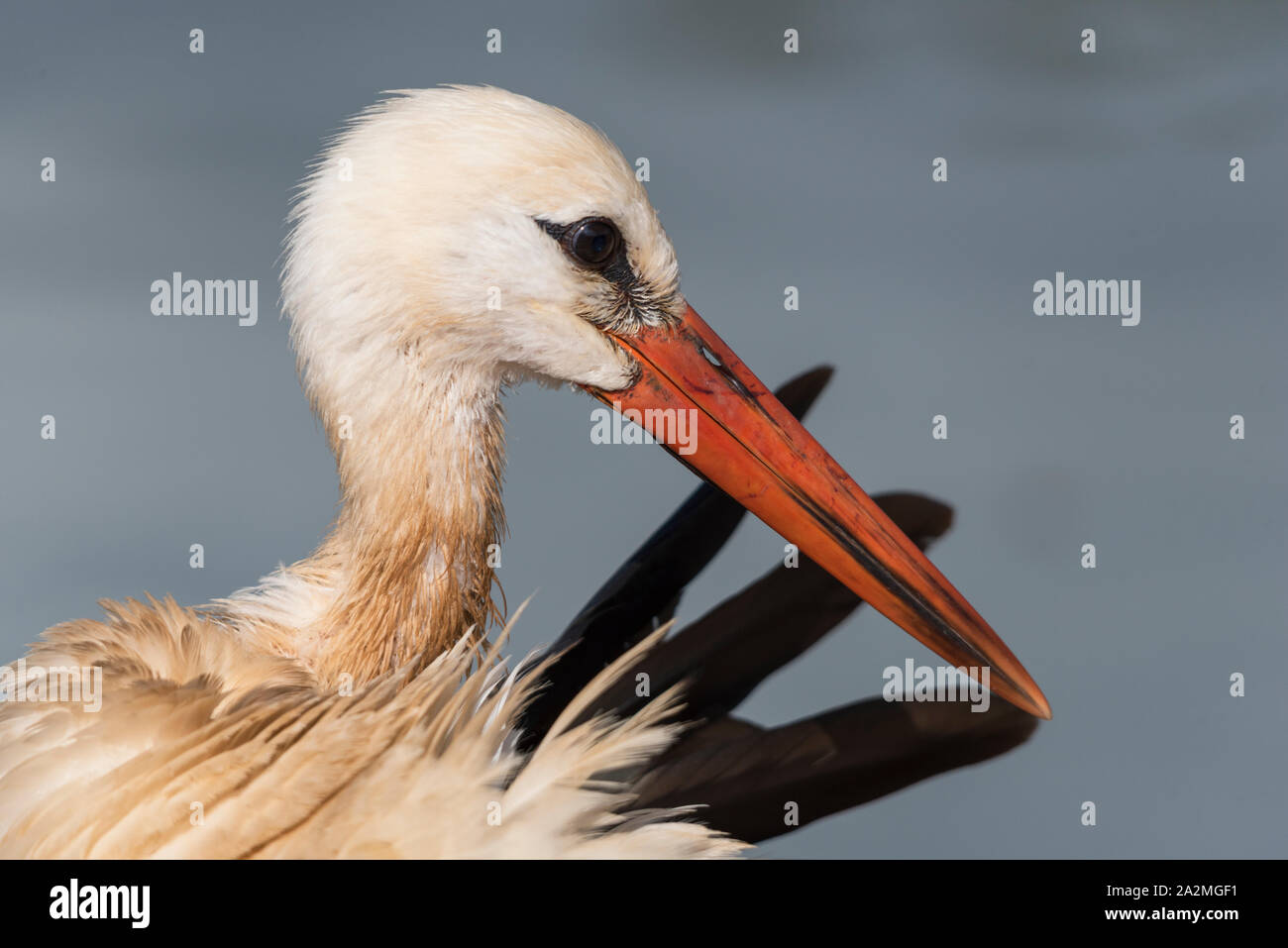 White stork preening Stock Photo - Alamy