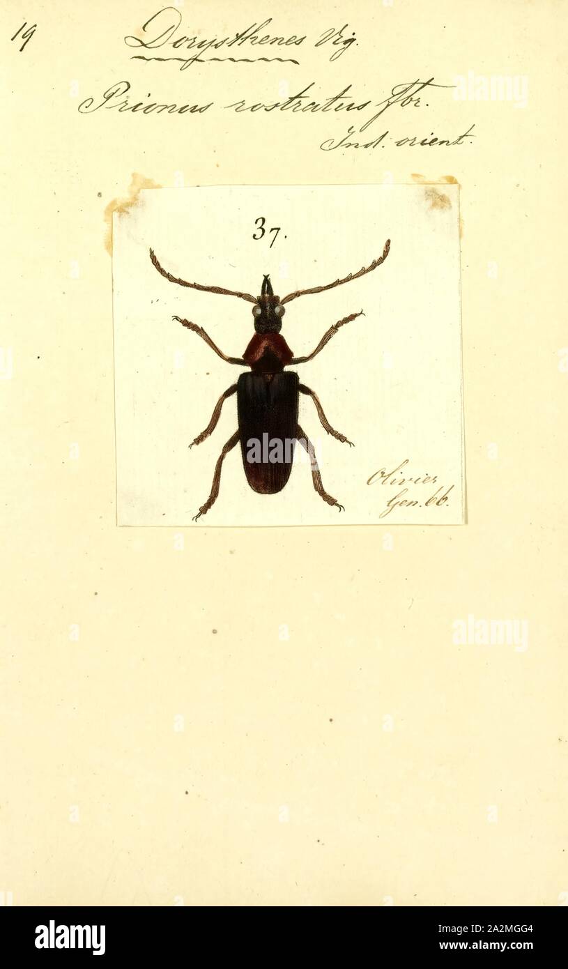Dorysthenes, Print, Dorysthenes is a genus of longhorn beetles of the subfamily Prioninae Stock Photo
