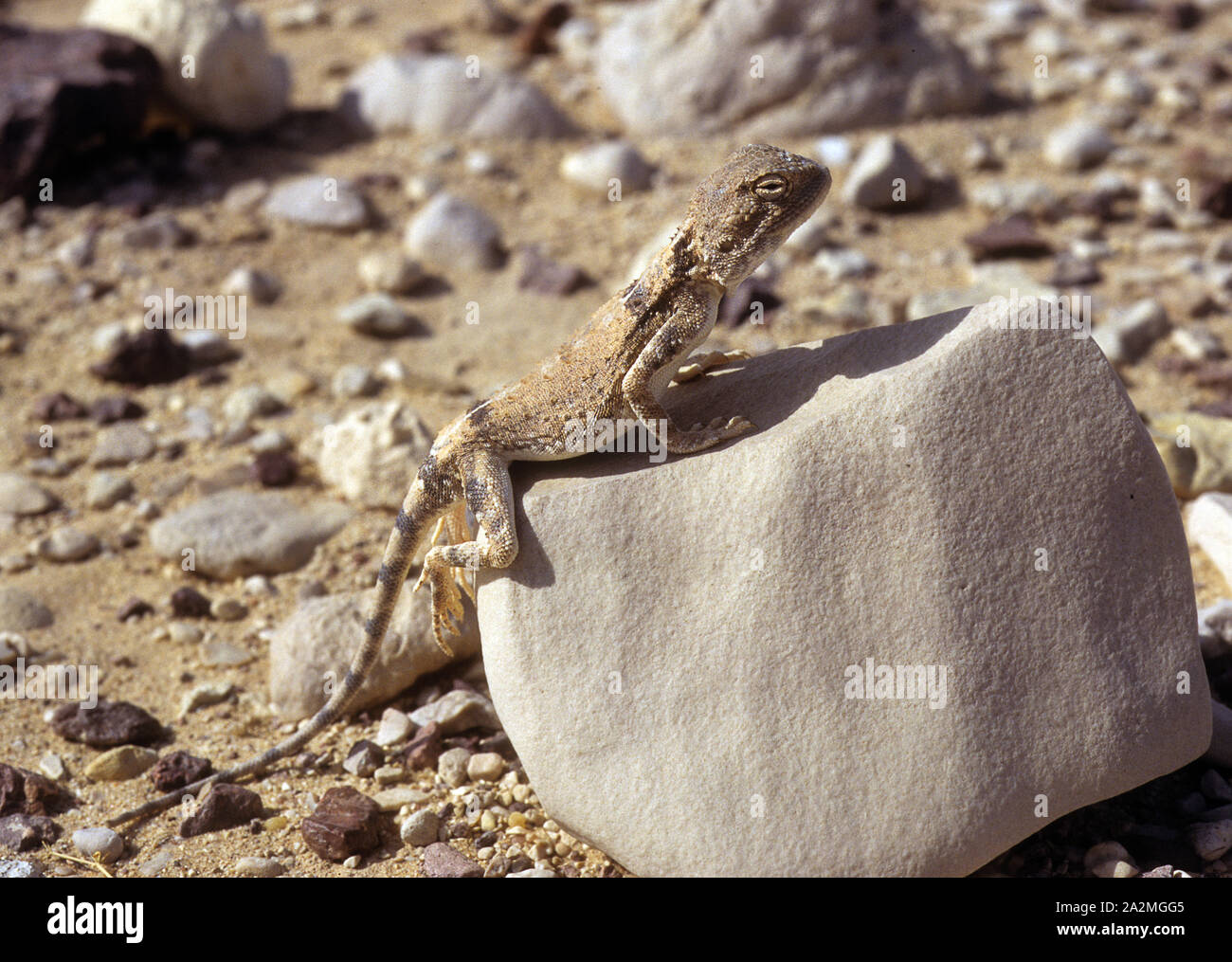 Desert Agama Trapelus pallidus חרדון מדבר Stock Photo