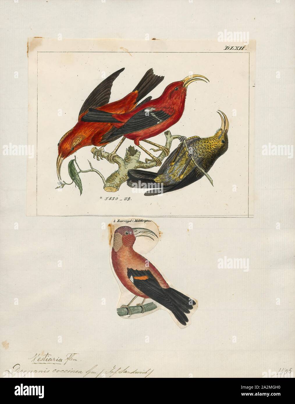 Drepanis coccinea, Print, The 'I'iwi, or scarlet honeycreeper is a species of Hawaiian honeycreeper. The 'I'iwi is a highly recognizable symbol of Hawaii. The 'I'iwi is the third most common native land bird in the Hawaiian Islands. Large colonies of 'I'iwi inhabit the islands of Hawaii, Maui, and Kaua'i, with smaller populations on Moloka'i but are no longer present on Lāna'i and O'ahu. ʻIʻiwi populations on Kauaʻi are decreasing while there are stable populations on Maui and Hawaii., 1700-1880 Stock Photo