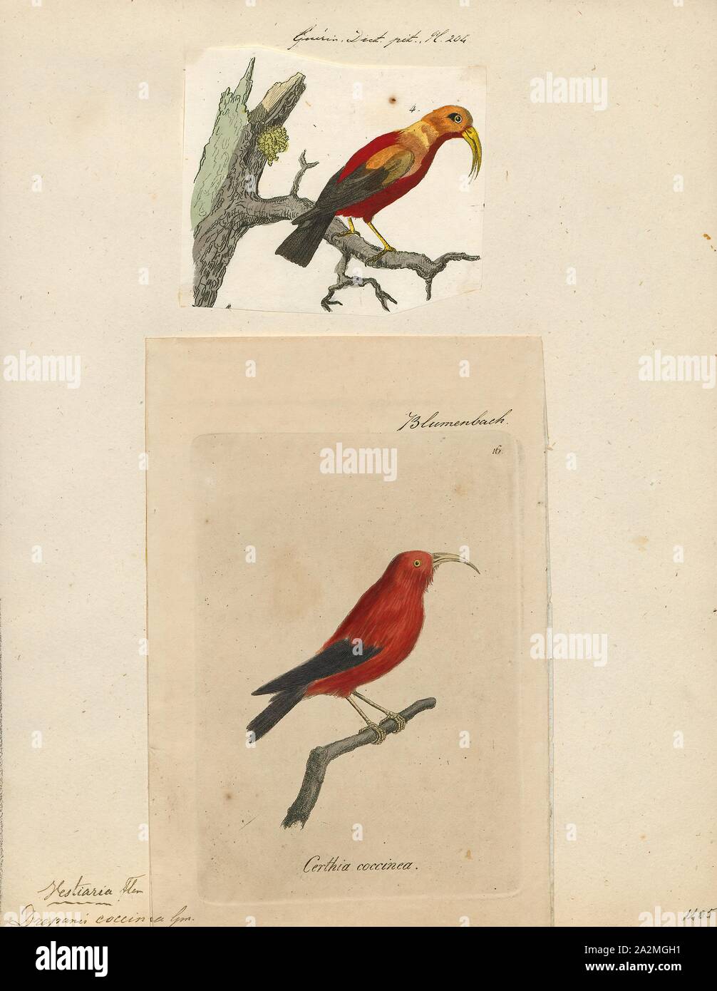 Drepanis coccinea, Print, The 'I'iwi, or scarlet honeycreeper is a species of Hawaiian honeycreeper. The 'I'iwi is a highly recognizable symbol of Hawaii. The 'I'iwi is the third most common native land bird in the Hawaiian Islands. Large colonies of 'I'iwi inhabit the islands of Hawaii, Maui, and Kaua'i, with smaller populations on Moloka'i but are no longer present on Lāna'i and O'ahu. ʻIʻiwi populations on Kauaʻi are decreasing while there are stable populations on Maui and Hawaii., 1700-1880 Stock Photo