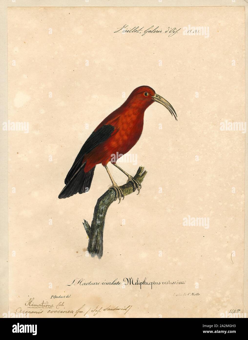 Drepanis coccinea, Print, The 'I'iwi, or scarlet honeycreeper is a species of Hawaiian honeycreeper. The 'I'iwi is a highly recognizable symbol of Hawaii. The 'I'iwi is the third most common native land bird in the Hawaiian Islands. Large colonies of 'I'iwi inhabit the islands of Hawaii, Maui, and Kaua'i, with smaller populations on Moloka'i but are no longer present on Lāna'i and O'ahu. ʻIʻiwi populations on Kauaʻi are decreasing while there are stable populations on Maui and Hawaii., 1825-1834 Stock Photo