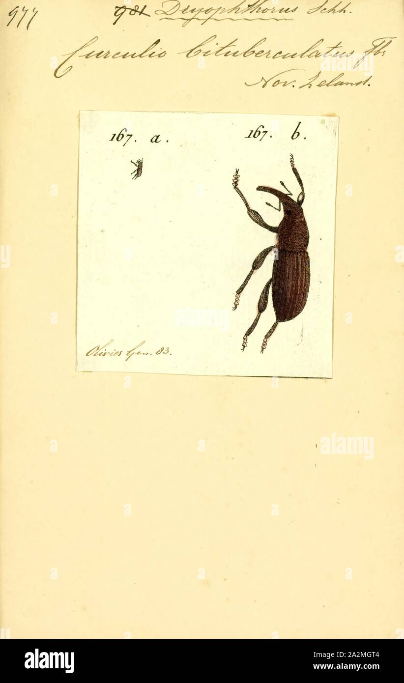 Dryophthorus, Print, Dryophthorus is a genus of true weevils in the
