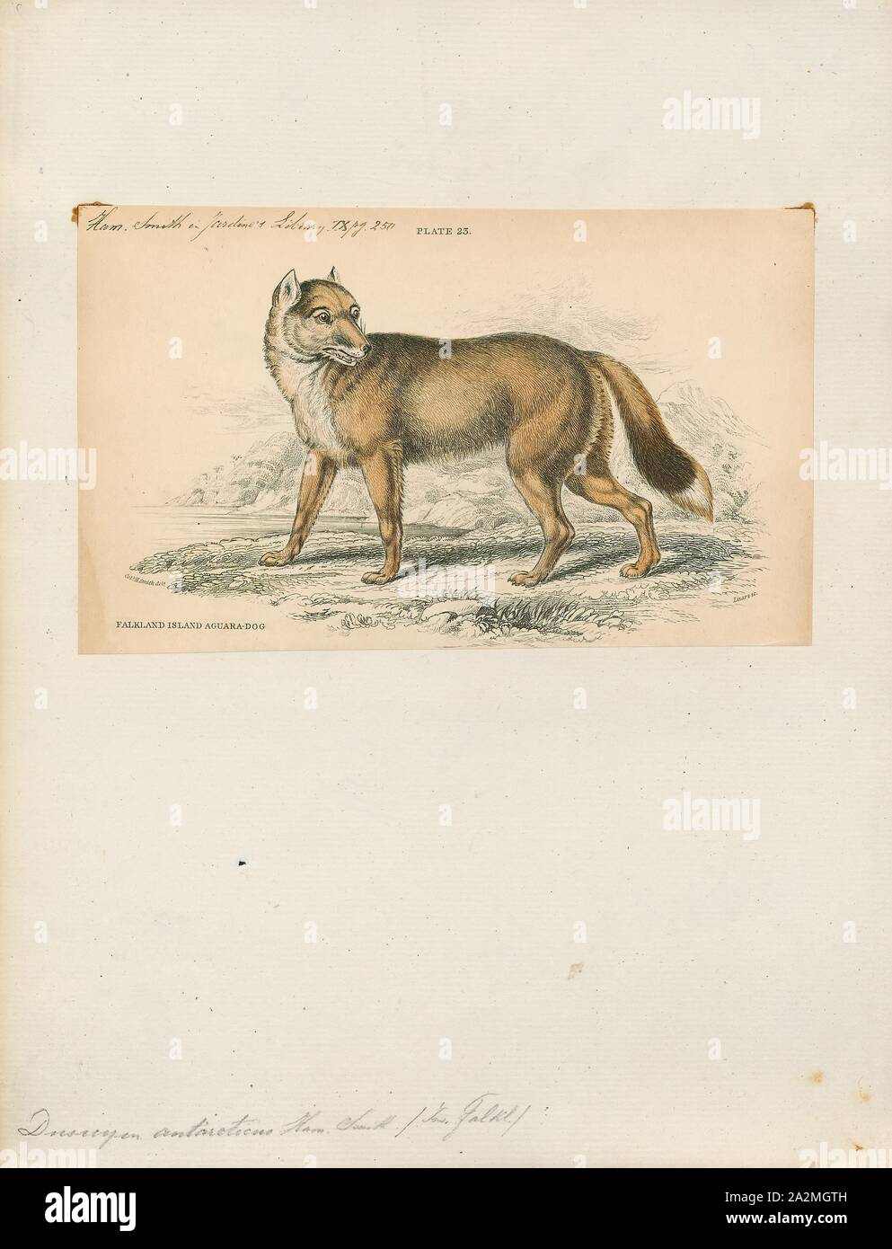 Dusicyon antarcticus, Print, Dusicyon is an extinct genus of South American canids. The type species is Dusicyon australis, the Falkland Islands wolf. In 1914, Oldfield Thomas established this genus, in which he included the culpeo and other South American foxes. These other canids were removed to Lycalopex by Langguth in 1975. Dusicyon avus, widely distributed in the late Pleistocene from Uruguay through Buenos Aires Province to southernmost Chile, is the closest known relative of the Falkland Islands wolf; the two lineages split only about 16, 000 years ago. It died out in the late Holocene Stock Photo