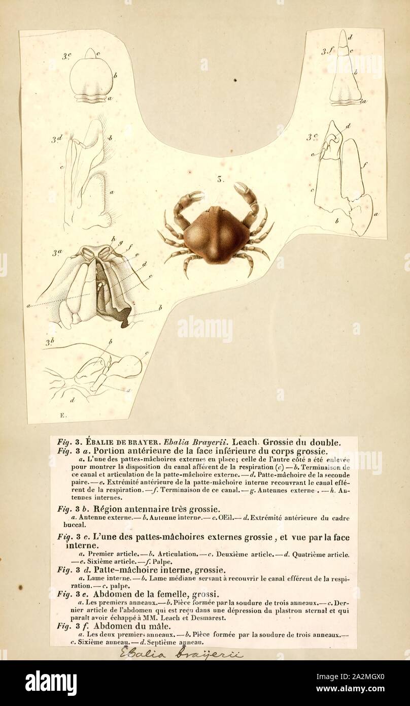 Ebalia brayerii, Print, Ebalia is a genus of crab in the family Leucosiidae Stock Photo