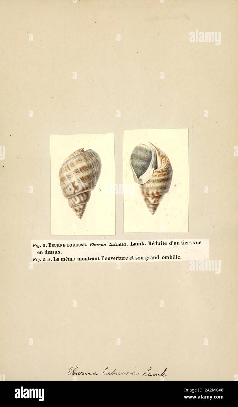 Eburna lutosa, Print, Eburna is a genus of sea snails, marine gastropod mollusks in the family Olividae Stock Photo