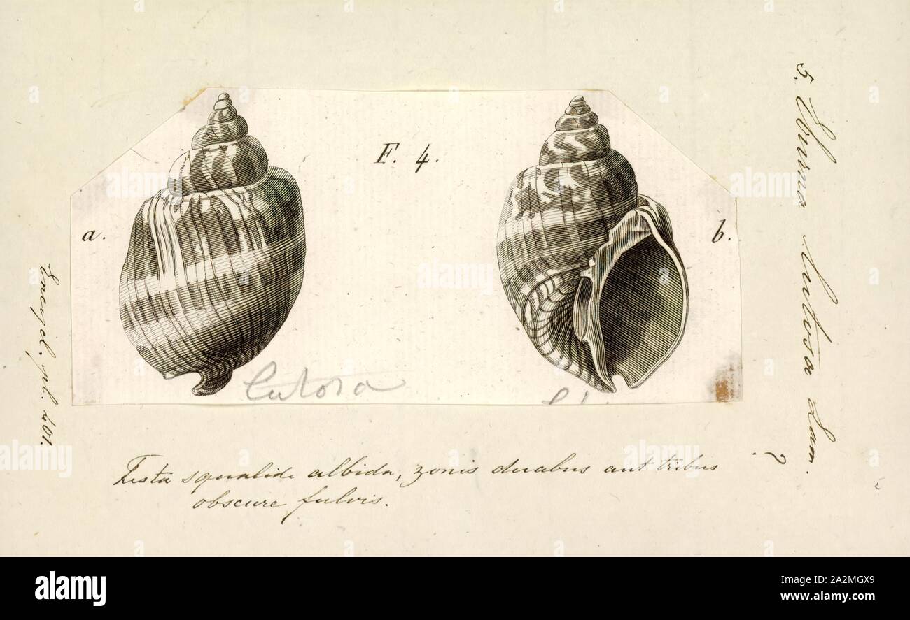Eburna lutosa, Print, Eburna is a genus of sea snails, marine gastropod mollusks in the family Olividae Stock Photo