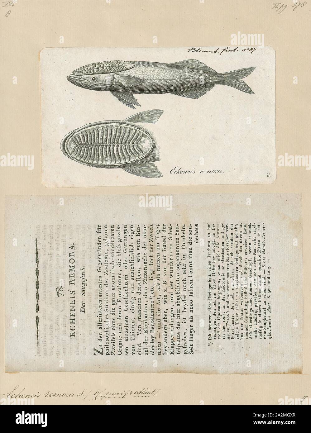 Echeneis Remora Print 1700 1880 Stock Photo Alamy