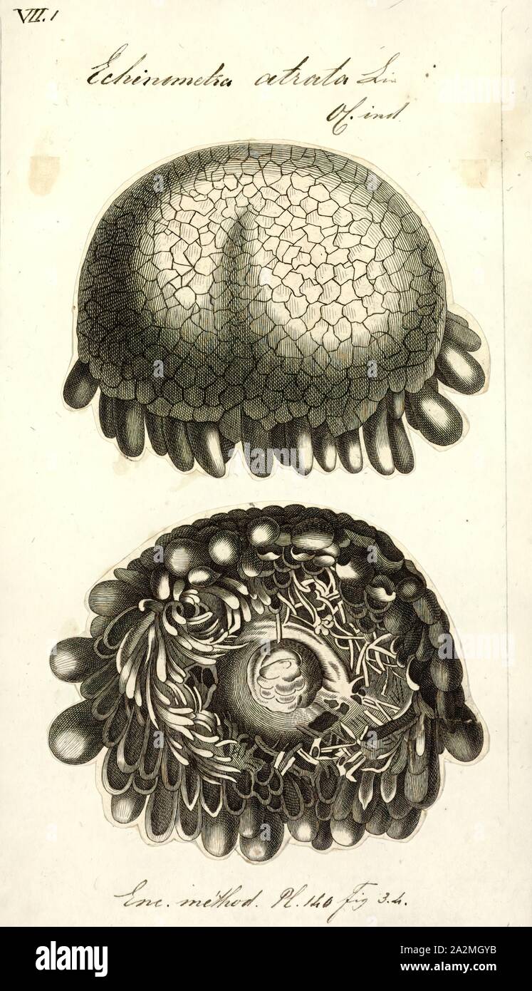 Echinometra atrata, Print, Echinometra is a genus of sea urchins in the family Echinometridae Stock Photo