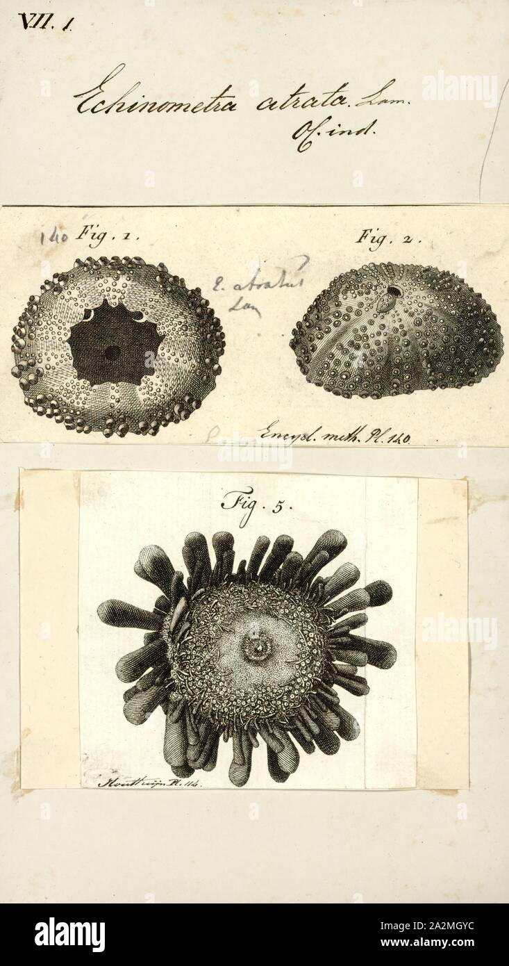 Echinometra atrata, Print, Echinometra is a genus of sea urchins in the family Echinometridae Stock Photo