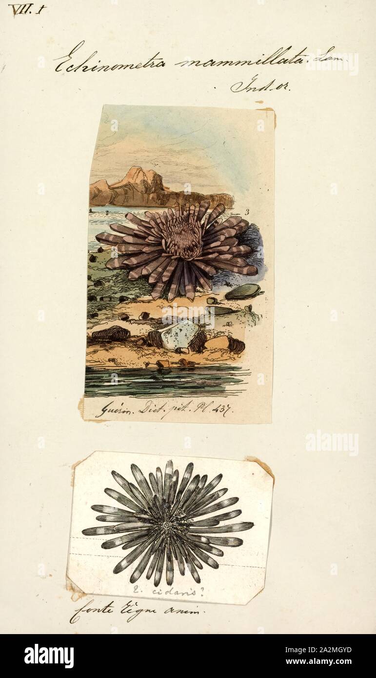 Echinometra mammillata, Print, Echinometra is a genus of sea urchins in the family Echinometridae Stock Photo