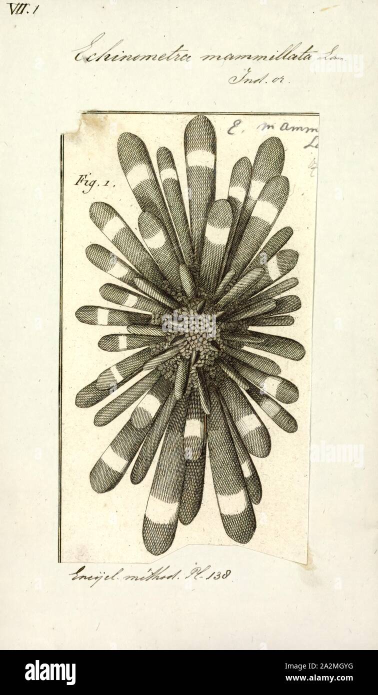 Echinometra mammillata, Print, Echinometra is a genus of sea urchins in the family Echinometridae Stock Photo