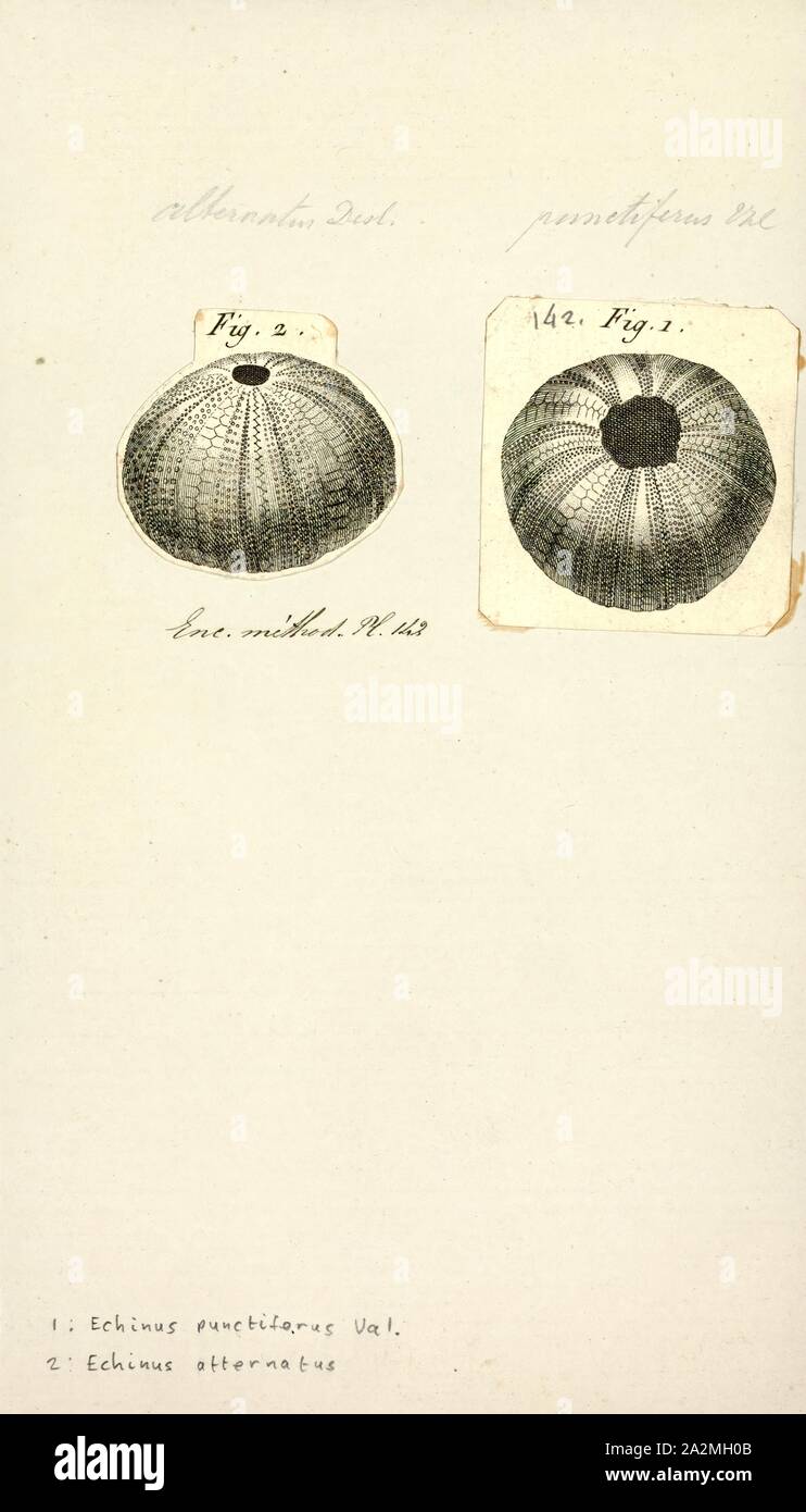 Echinus atternatus, Print Stock Photo