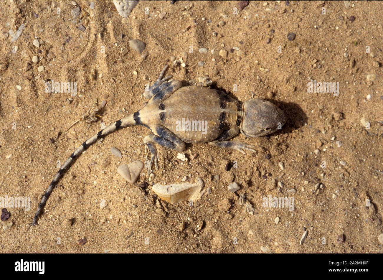 Desert Agama Trapelus pallidus חרדון מדבר Stock Photo