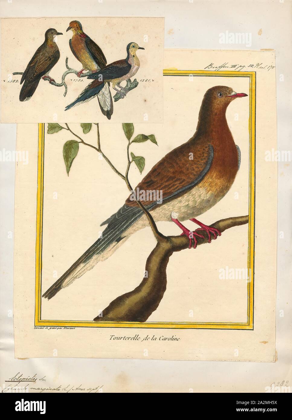 Ectopistes marginata, Print, Passenger pigeon, The passenger pigeon or wild pigeon (Ectopistes migratorius) is an extinct species of pigeon that was endemic to North America. Its common name is derived from the French word passager, meaning 'passing by Stock Photo