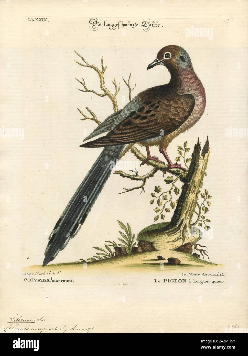 Ectopistes marginata, Print, Passenger pigeon, The passenger pigeon or wild pigeon (Ectopistes migratorius) is an extinct species of pigeon that was endemic to North America. Its common name is derived from the French word passager, meaning 'passing by Stock Photo