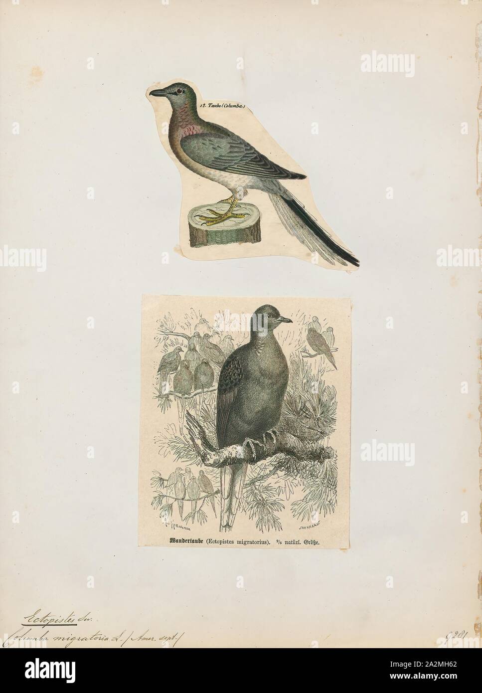 Ectopistes migratorius, Print, The passenger pigeon or wild pigeon (Ectopistes migratorius) is an extinct species of pigeon that was endemic to North America. Its common name is derived from the French word passager, meaning 'passing by Stock Photo