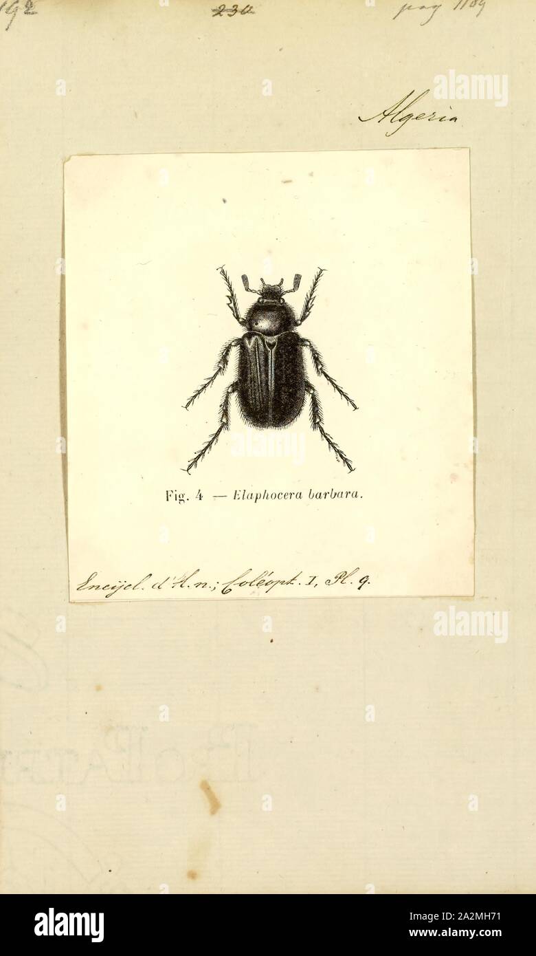 Elaphocera, Print, Elaphocera is a genus of dung beetles belonging to the family Scarabaeidae Stock Photo