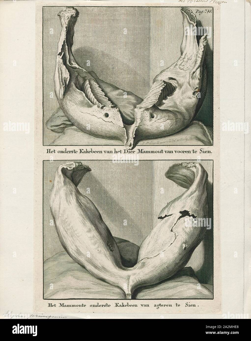 Holocene epoch hi-res stock photography and images - Alamy, image size:1022x1390