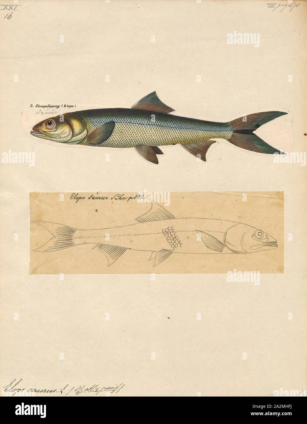 Elops saurus, Print, The ladyfish or tenpounder (Elops saurus) is a species of fish in the genus Elops, the only genus in the monotypic family Elopidae., 1700-1880 Stock Photo