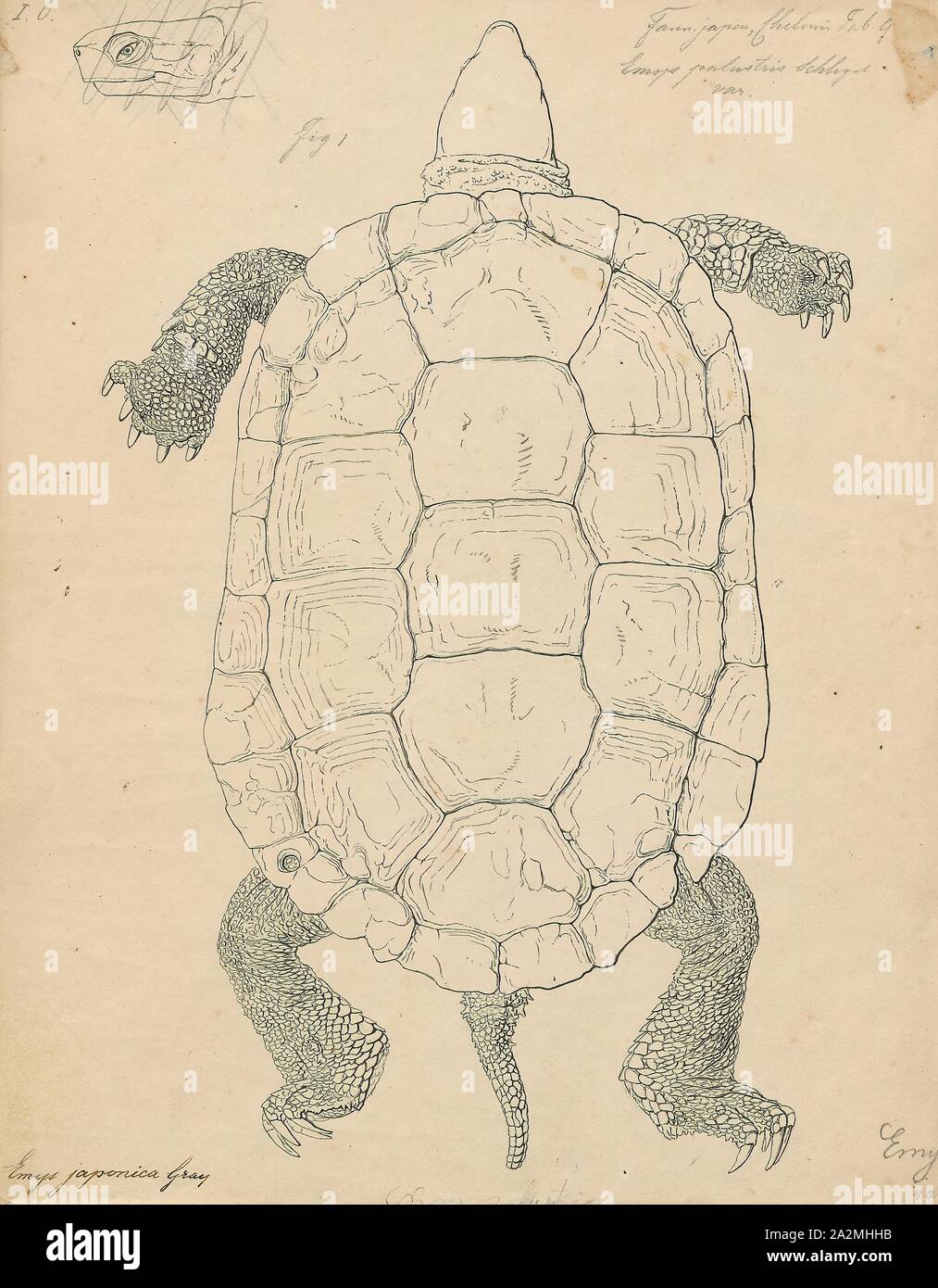 Emys japonica, Print, The Japanese pond turtle (Mauremys japonica) is a species of turtle in the family Geoemydidae endemic to Japan. Its Japanese name is nihon ishigame, Japanese stone turtle. Its population has decreased somewhat due to habitat loss, but it is not yet considered a threatened species., 1700-1880 Stock Photo