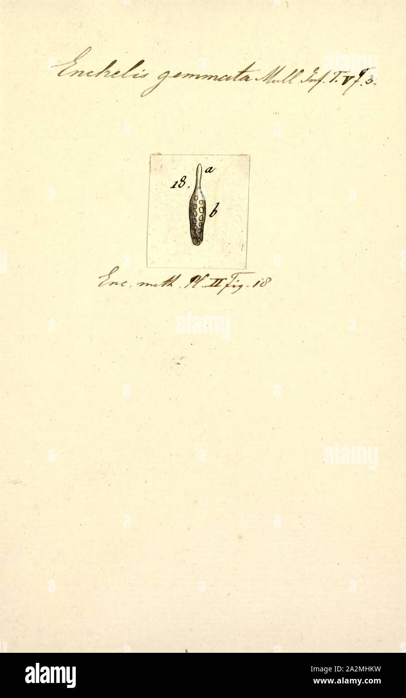Enchelis gemmata, Print Stock Photo