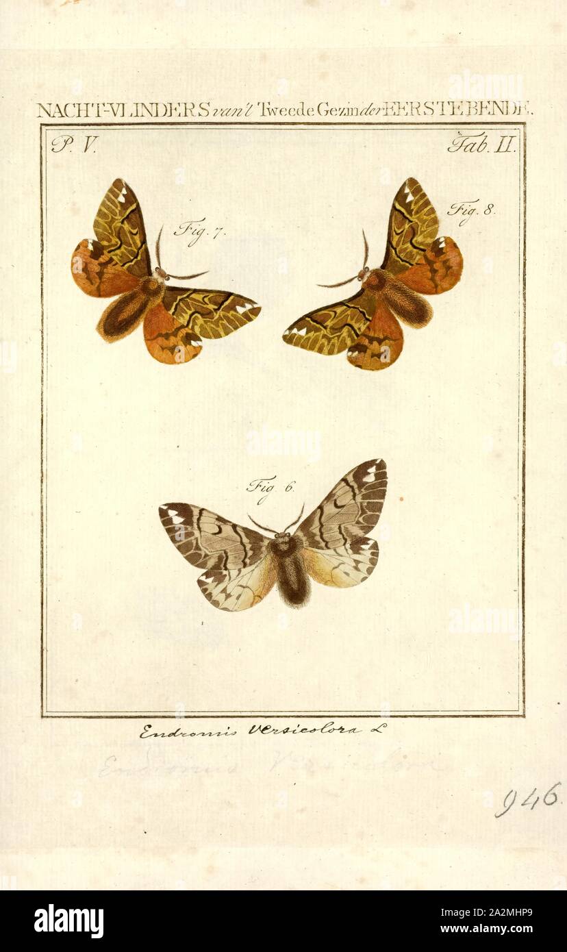 Endromis, Print, Endromis is a monotypic moth genus in the family Endromidae erected by Ferdinand Ochsenheimer in 1810. Its only species, Endromis versicolora, the Kentish glory, was described by Carl Linnaeus in his 1758 10th edition of Systema Naturae. It is found in the Palaearctic region Stock Photo