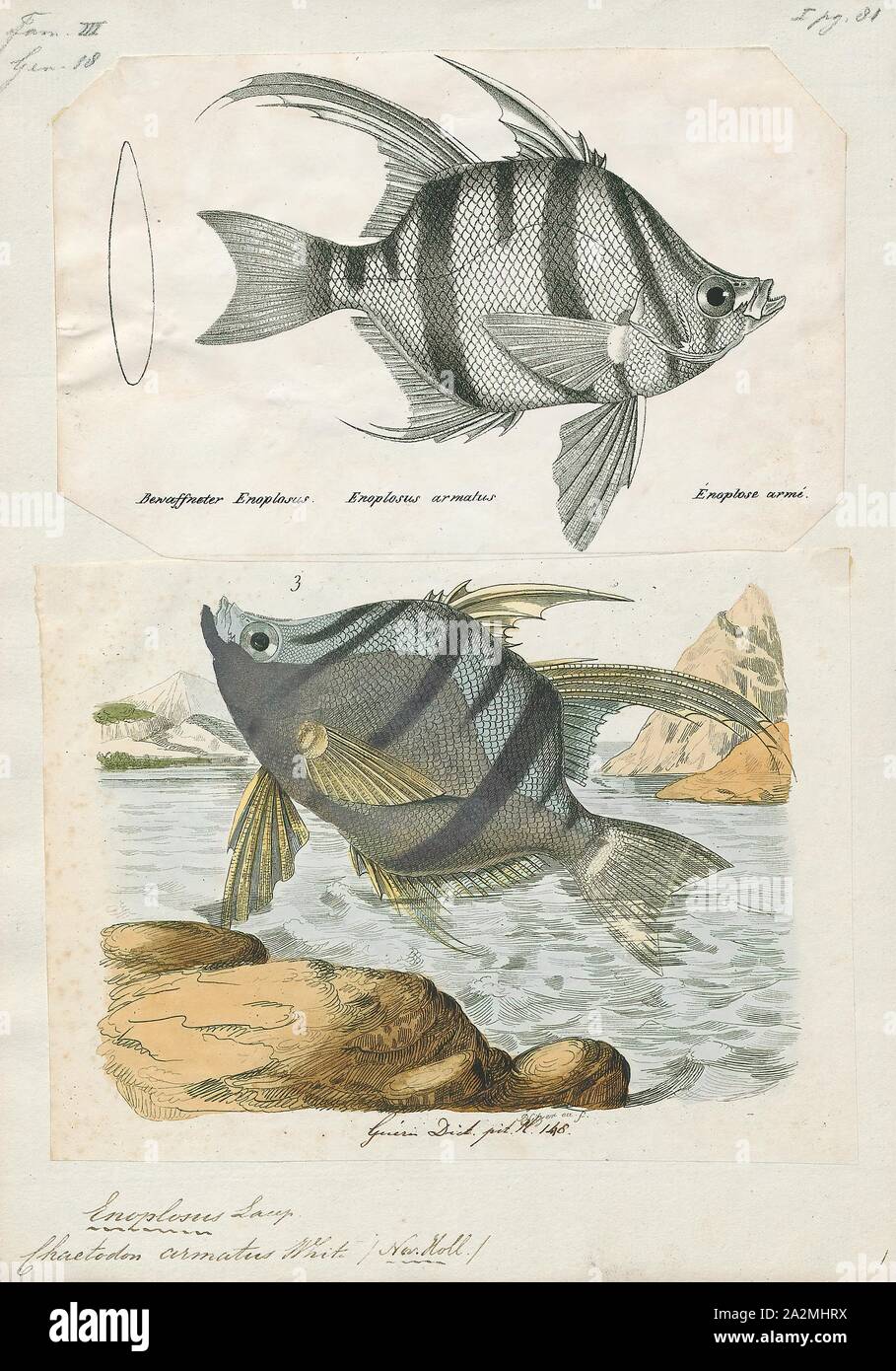 Enoplosus armatus, Print, Enoplosus armatus, the old wife (plural: old wives), is a species of perciform fish endemic to the temperate coastal waters of Australia. It is the only modern species in the family Enoplosidae Stock Photo