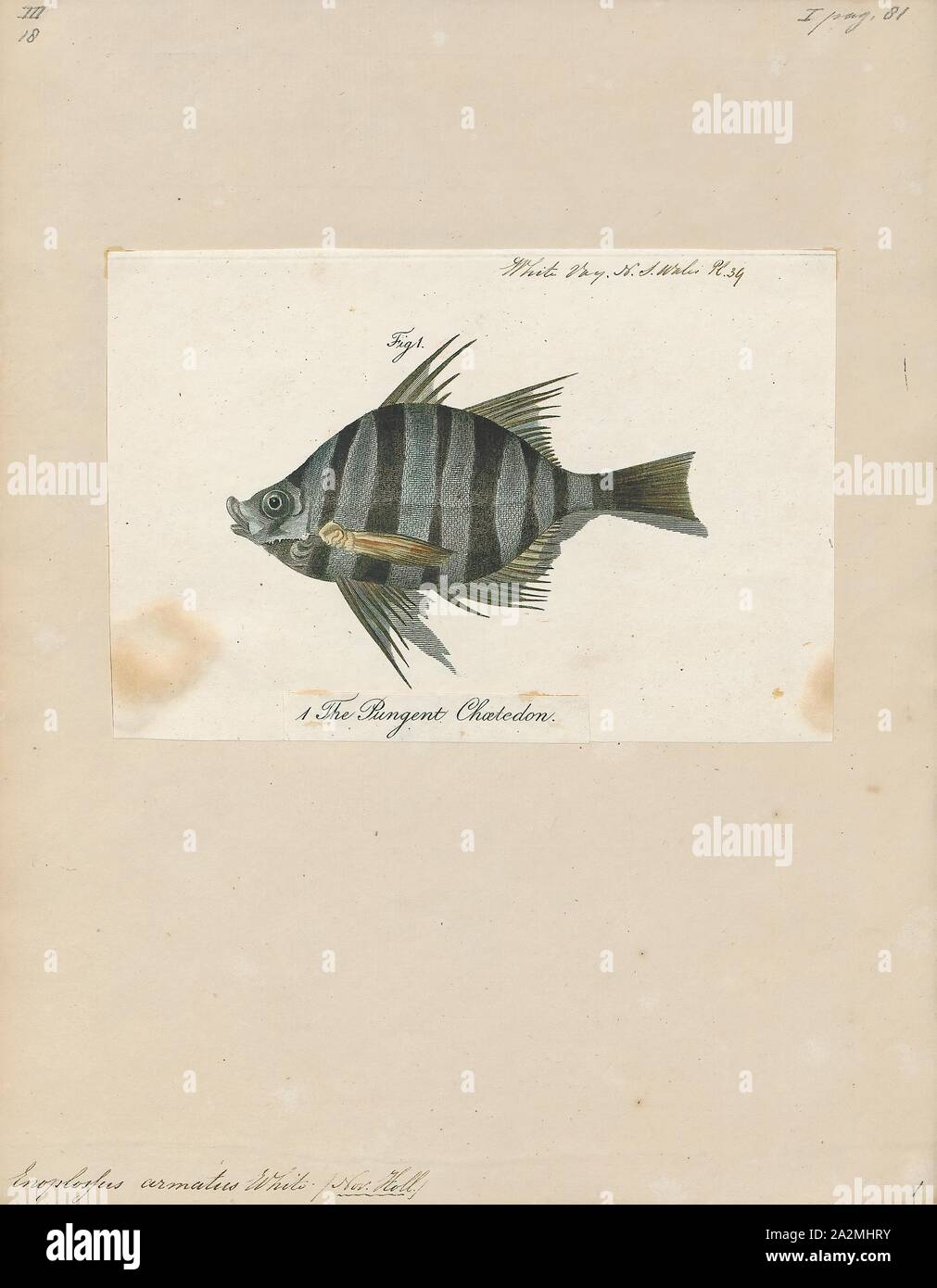 Enoplosus armatus, Print, Enoplosus armatus, the old wife (plural old