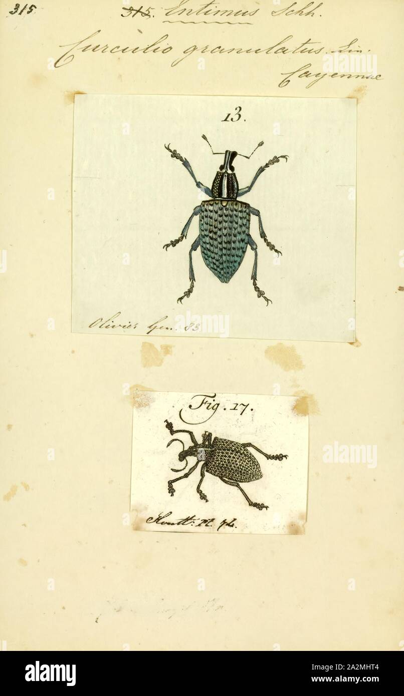 Entimus, Print, Entimus is a genus of broad-nosed weevils belonging to the family true weevil and the Entiminae subfamily Stock Photo