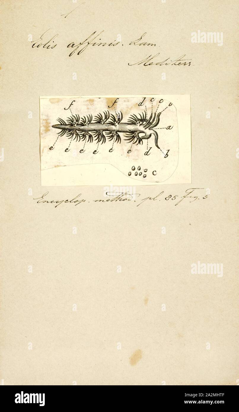 Eolis affinis, Print Stock Photo
