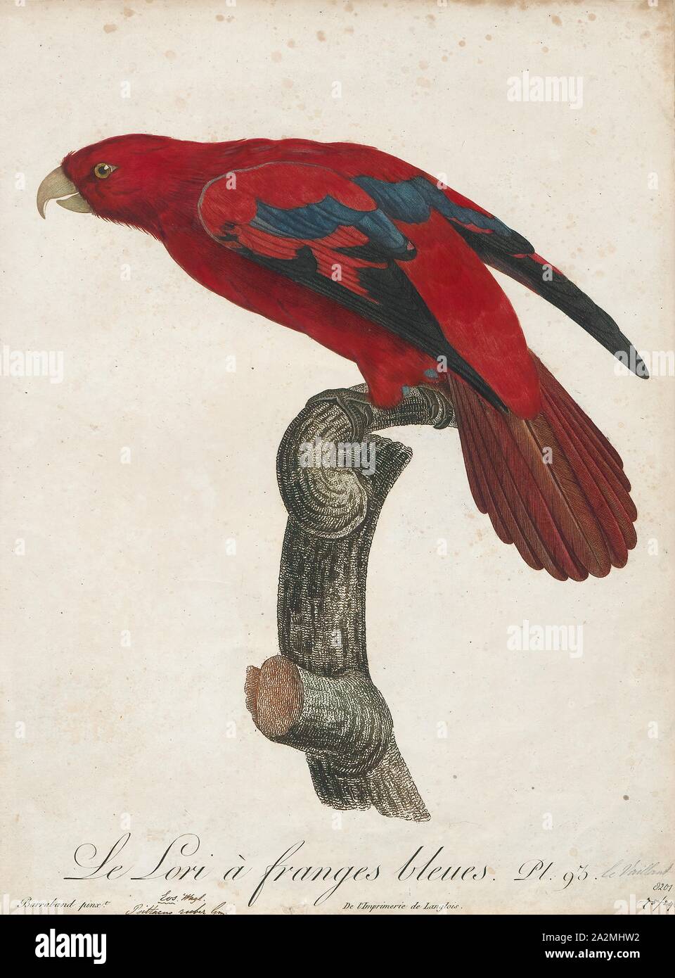 Eos rubra, Print, The red lory (Eos bornea) is a species of parrot in the family Psittaculidae. It is the second most commonly kept lory in captivity, after the rainbow lorikeet., 1796-1808 Stock Photo