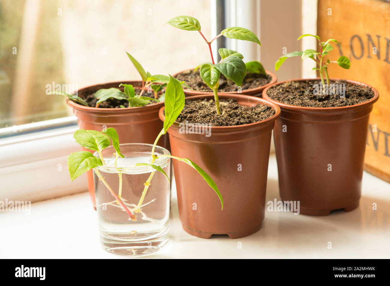 Fuchsia cuttings on windowsill after being potted on Stock Photo