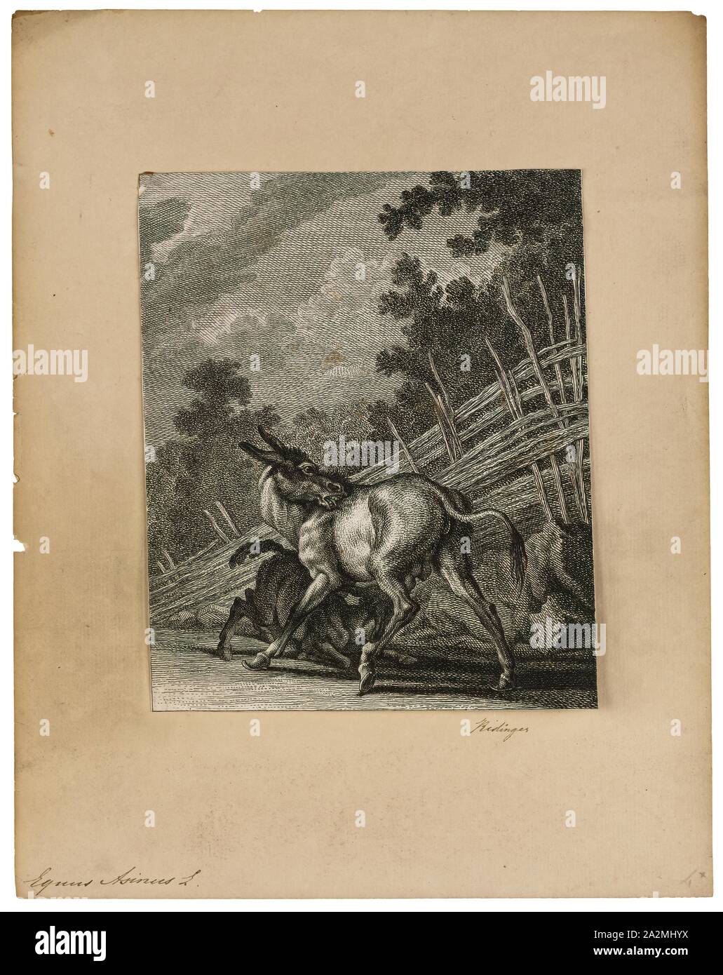 Equus asinus, Print, Asinus is a subgenus of Equus (single-toed (hooved) grazing animal) that encompasses several subspecies of the Equidae commonly known as asses, characterized by long ears, a lean, straight-backed build, lack of a true withers, a coarse mane and tail, and a reputation for considerable toughness and endurance., 1700-1880 Stock Photo