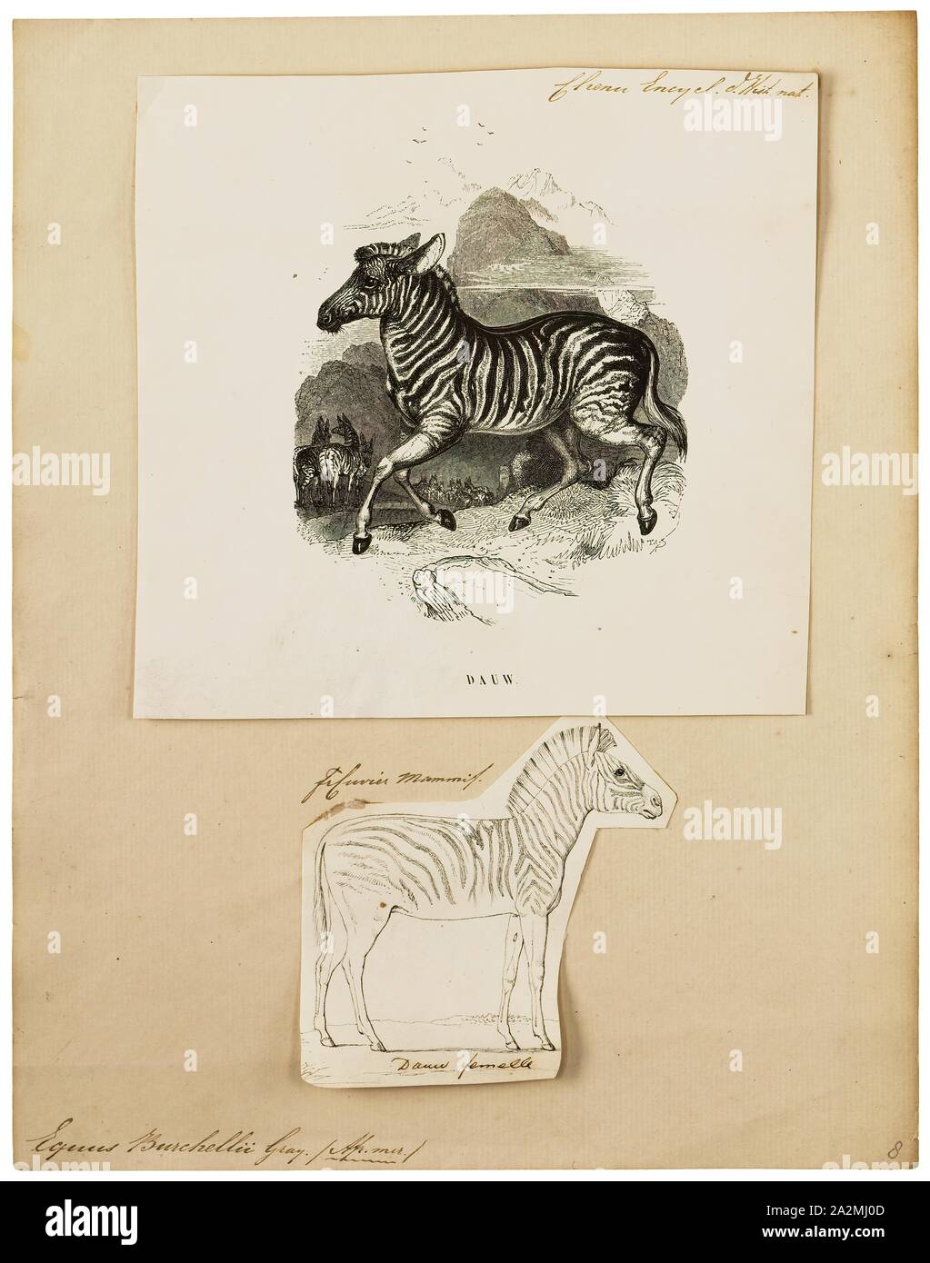 Equus burchellii, Print, Burchell's zebra (Equus quagga burchellii) is ...
