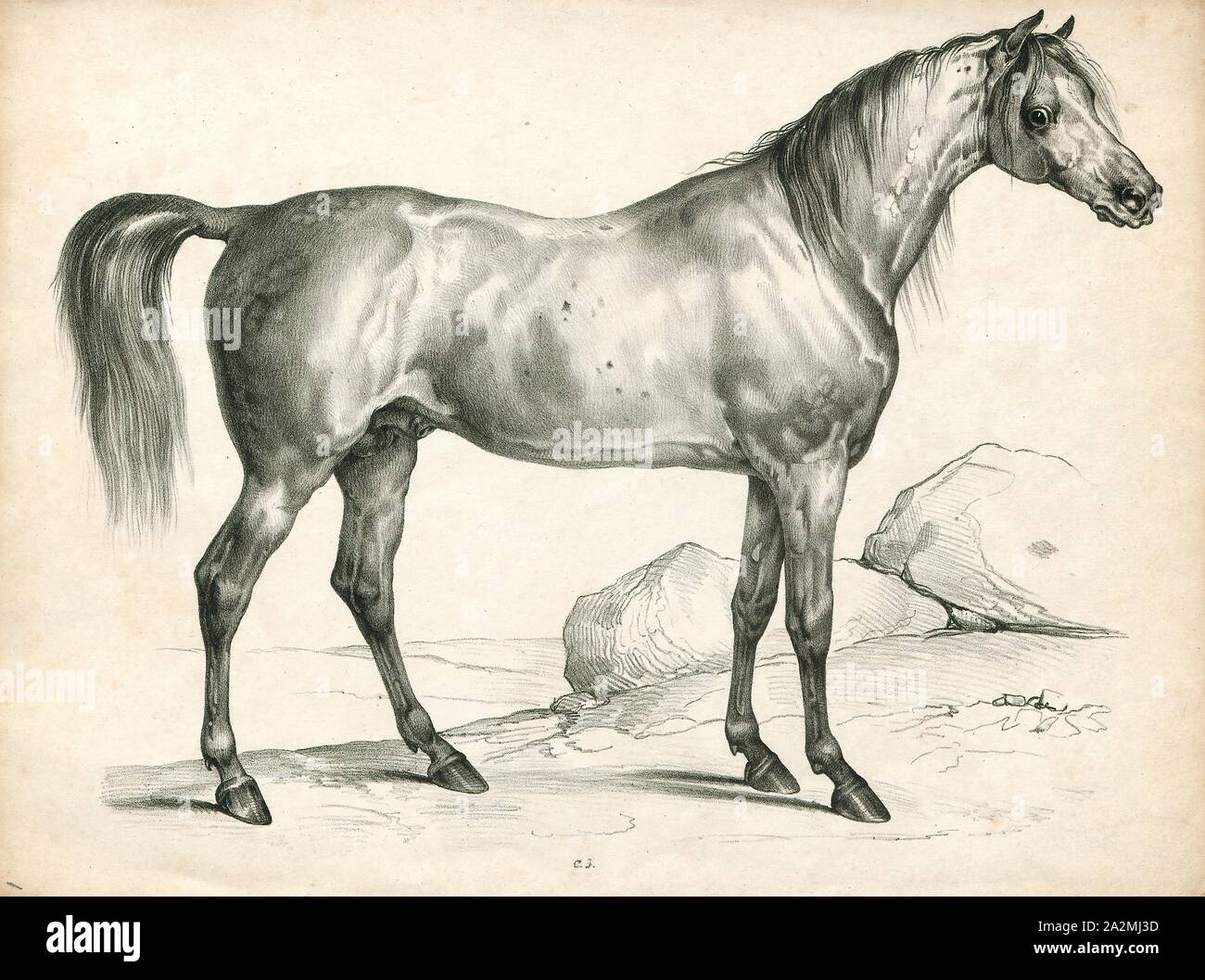 Equus caballus, Print, The horse (Equus ferus caballus) is one of two extant subspecies of Equus ferus. It is an odd-toed ungulate mammal belonging to the taxonomic family Equidae. The horse has evolved over the past 45 to 55 million years from a small multi-toed creature, Eohippus, into the large, single-toed animal of today. Humans began domesticating horses around 4000 BC, and their domestication is believed to have been widespread by 3000 BC. Horses in the subspecies caballus are domesticated, although some domesticated populations live in the wild as feral horses. These feral populations Stock Photo