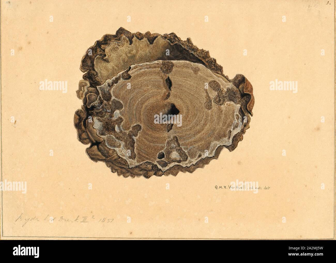 Equus caballus, Print, The horse (Equus ferus caballus) is one of two