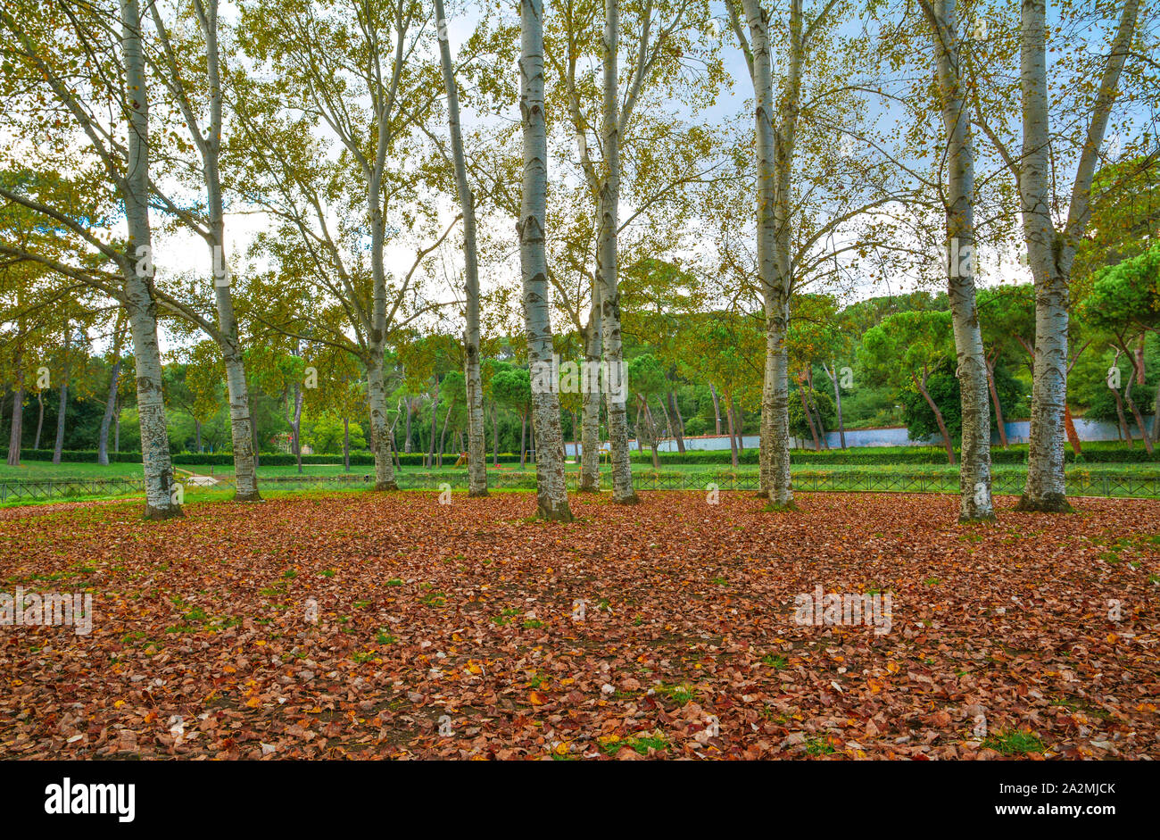 Rome (Italy) - The autumn in Villa Ada, the biggest public park in Rome with lake and forest Stock Photo