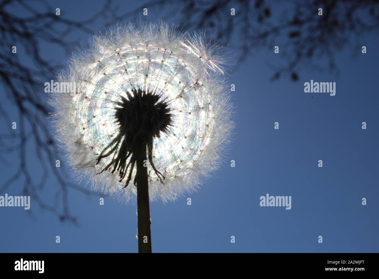 A dandelion seed head backlit by the sun Stock Photo