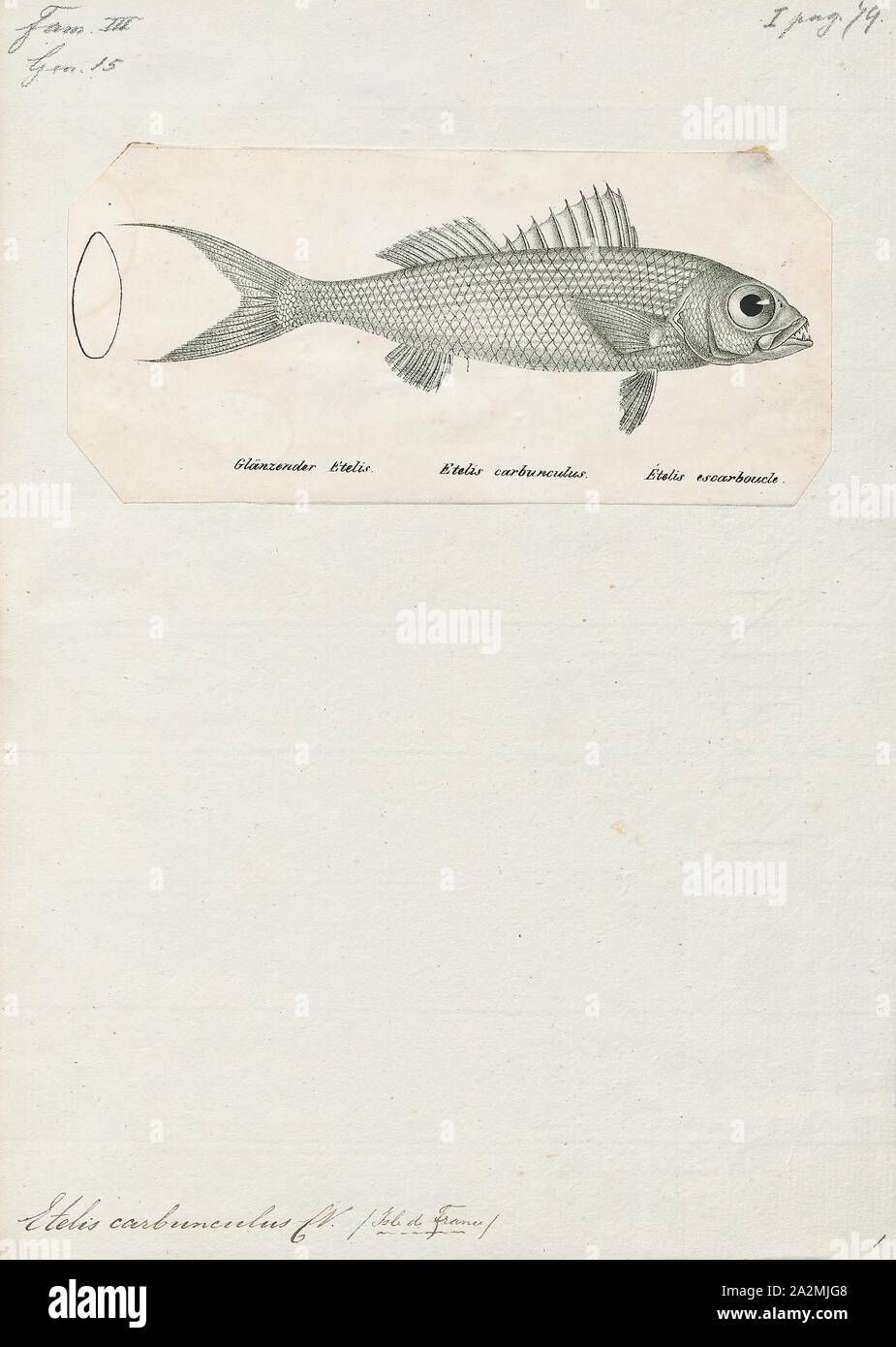 Etelis carbunculus, Print, Deep water Red Snapper Stock Photo