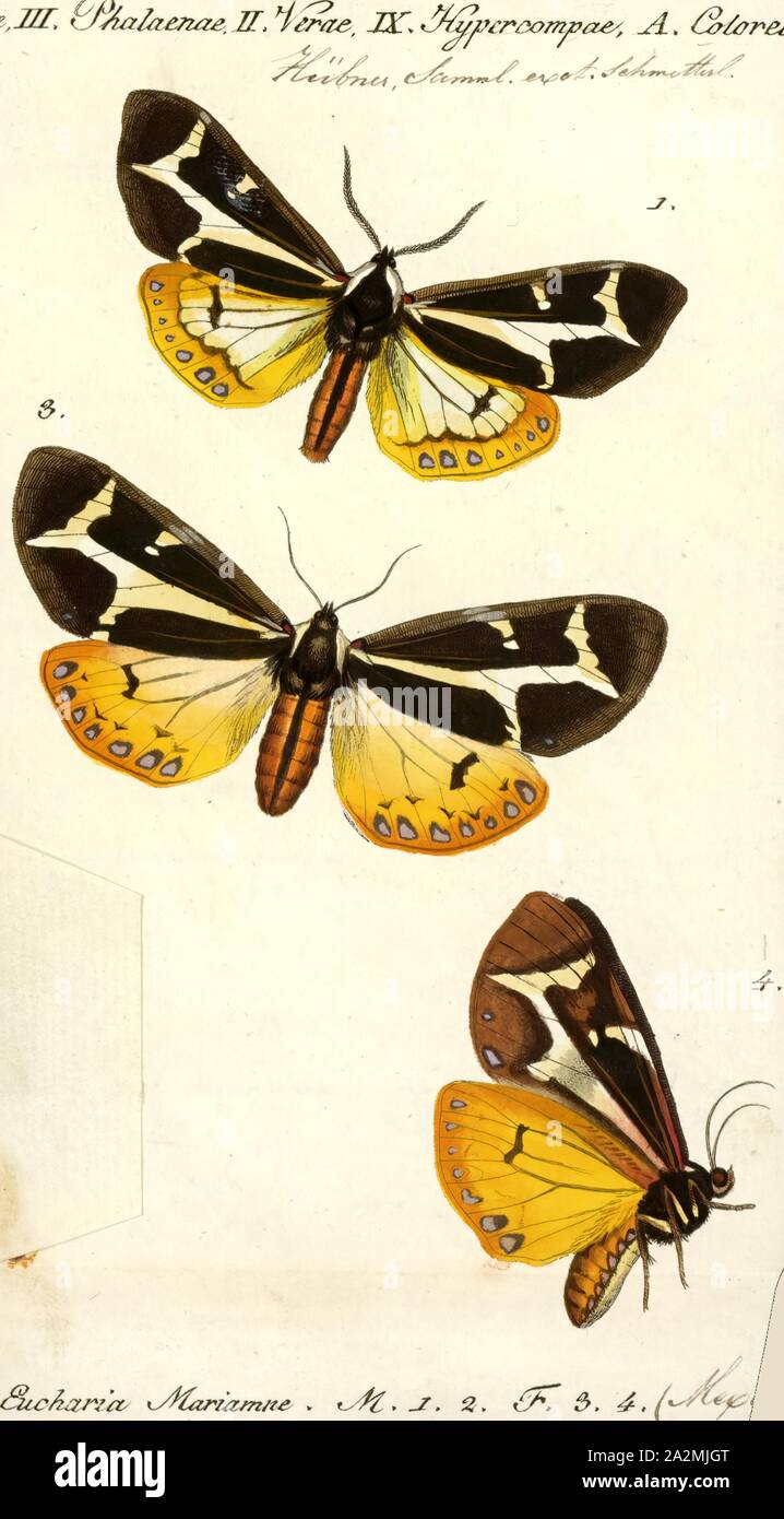 Eucharia, Print, Arctia festiva, the hebe tiger moth, is a moth species of the family Erebidae. Some authors separate it in a monotypic genus Eucharia. It is found in Central and Southern Europe, Near East, Iran, Central Asia, European Russia, Southern Siberia, Mongolia and China Stock Photo