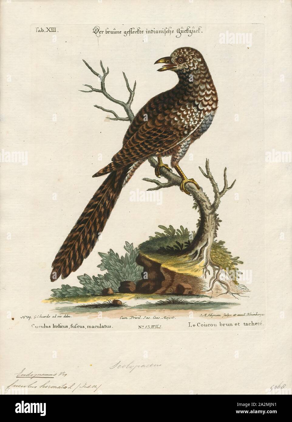 Eudynamys horonata, Print, Koel, The true koels, Eudynamys, are a genus of cuckoos from Asia, Australia and the Pacific. They are large sexually dimorphic cuckoos that eat fruits and insects and have loud distinctive calls. They are brood parasites, laying their eggs in the nests of other species., 1700-1880 Stock Photo