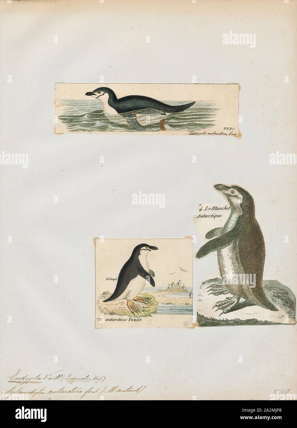 Eudyptes antarctica, Print, Crested penguin, The term crested penguin is the common name given collectively to species of penguins of the genus Eudyptes. The exact number of species in the genus varies between four and seven depending on the authority, and a Chatham Islands species became extinct in recent centuries. All are black and white penguins with yellow crests, red bills and eyes, and are found on Subantarctic islands in the world's southern oceans. All lay two eggs, but raise only one young per breeding season; the first egg laid is substantially smaller than the second., 1700-1880 Stock Photo