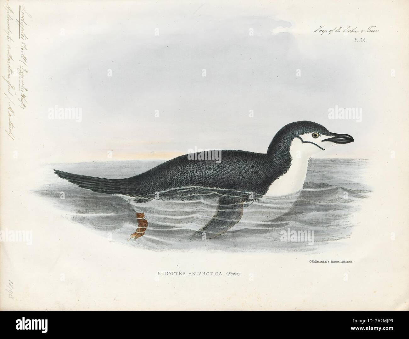 Eudyptes antarctica, Print, Crested penguin, The term crested penguin is the common name given collectively to species of penguins of the genus Eudyptes. The exact number of species in the genus varies between four and seven depending on the authority, and a Chatham Islands species became extinct in recent centuries. All are black and white penguins with yellow crests, red bills and eyes, and are found on Subantarctic islands in the world's southern oceans. All lay two eggs, but raise only one young per breeding season; the first egg laid is substantially smaller than the second., 1845-1848 Stock Photo